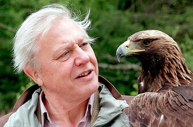 David Attenborough Bald Eagle USA Symbol