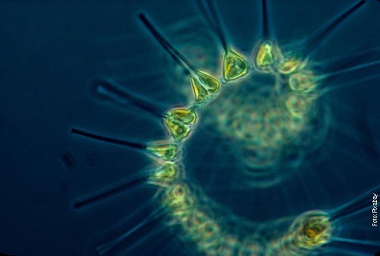 Fitoplanktoni