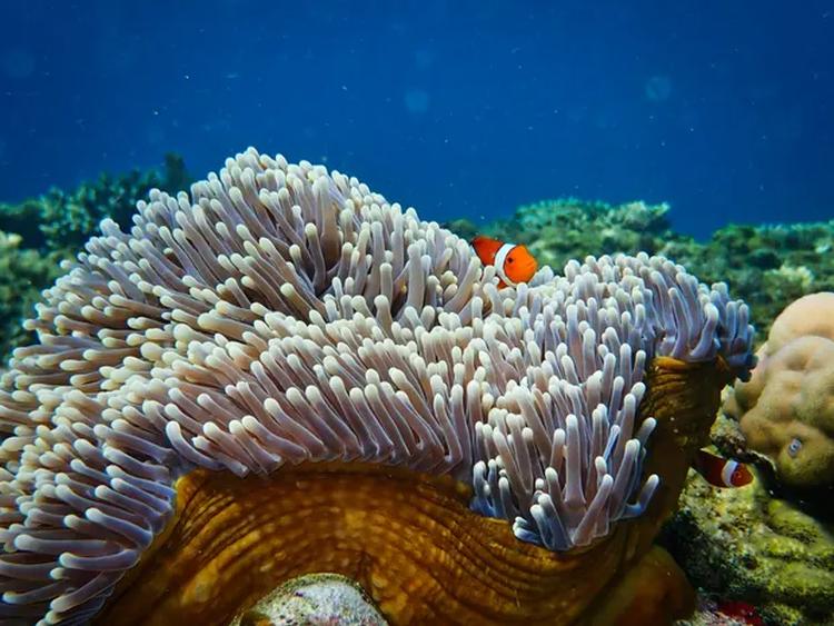 Indonezija koral Photograph Tim LamontUniversity of Exeter