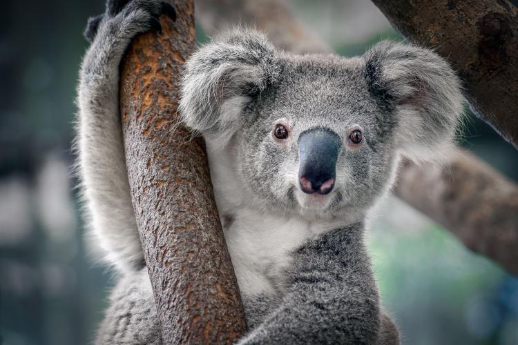 Koala A