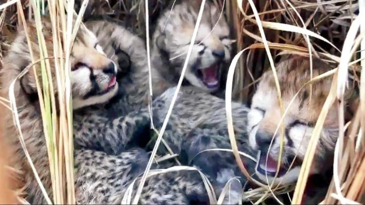bebe geparda foto printscreen
