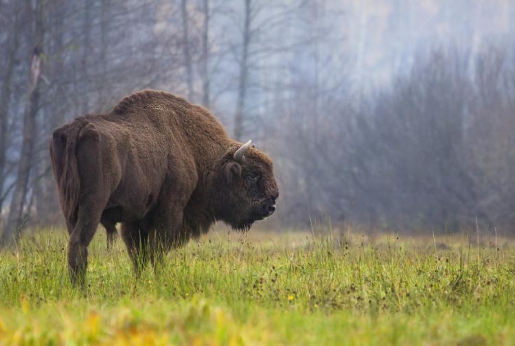 evropski bizon