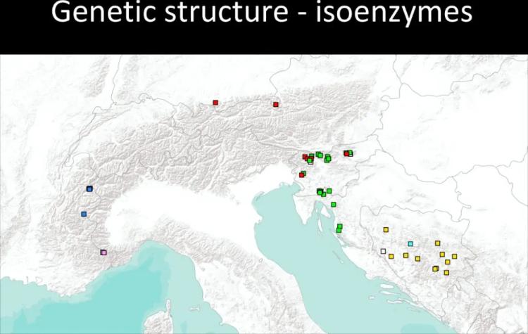 genetic structure of spruce bosnia and europe