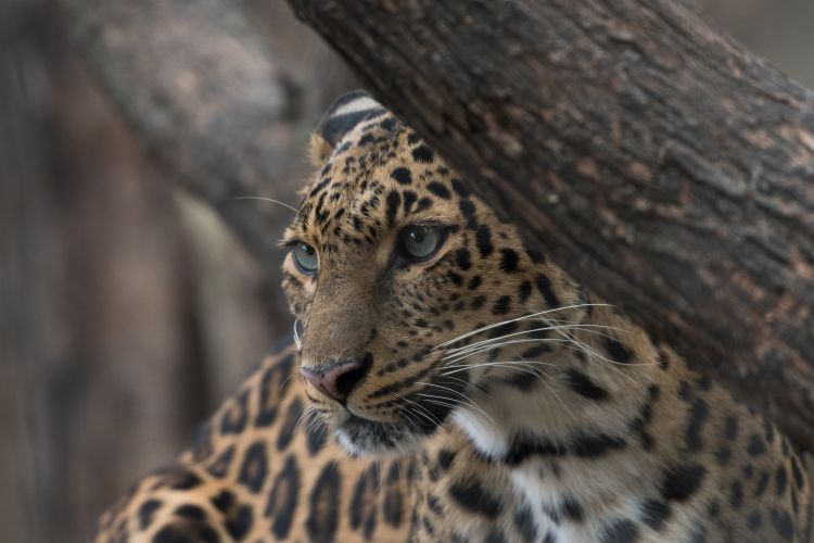jaguar foto Uriel Soberanes unsplash