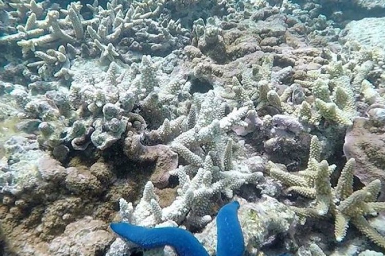 korali izbjeljivanje