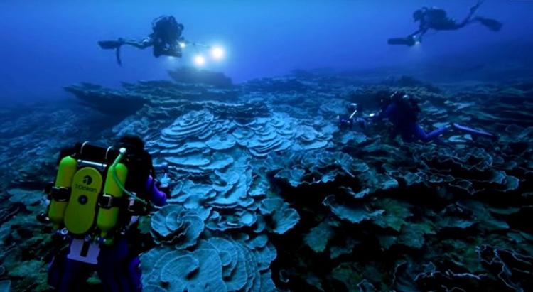 koralni greben tahiti