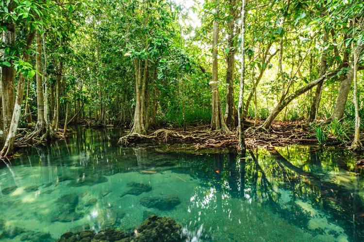 mangrova šuma foto wateractiondecade