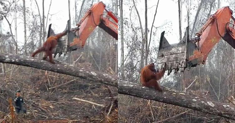 orangutan buldožer