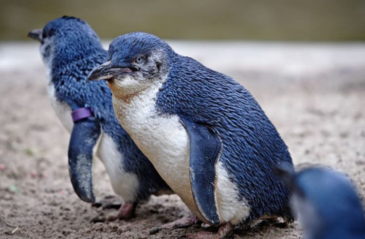 pingvin plavi wikipedia