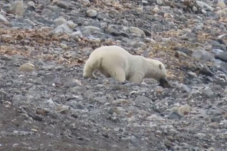 polarni medvjed Screenshot YouTube Field Stream