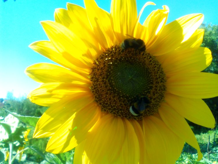 pčela suncokret foto Jelena Jevđenić