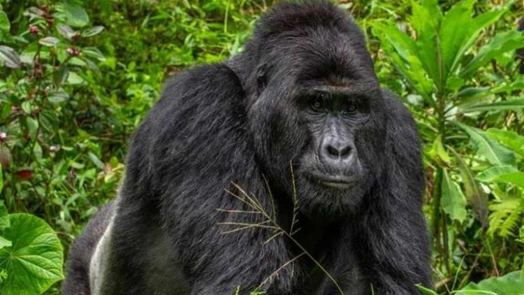 rafiki gorila uganda uganda wildlife authority