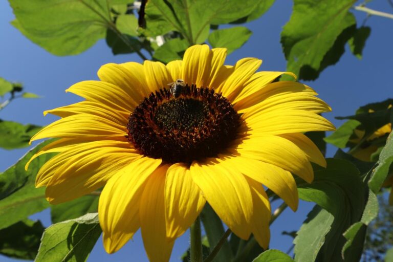 Sunokret – prirodno matematičko čudo