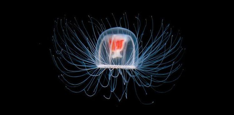 Turritopsis dohrnii