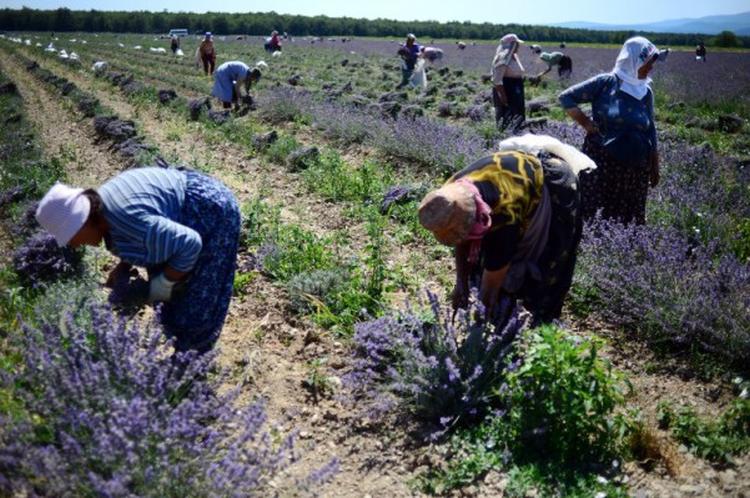 bugarska poljoprivreda lavanda dimitar dilkoff afp e1459944602551