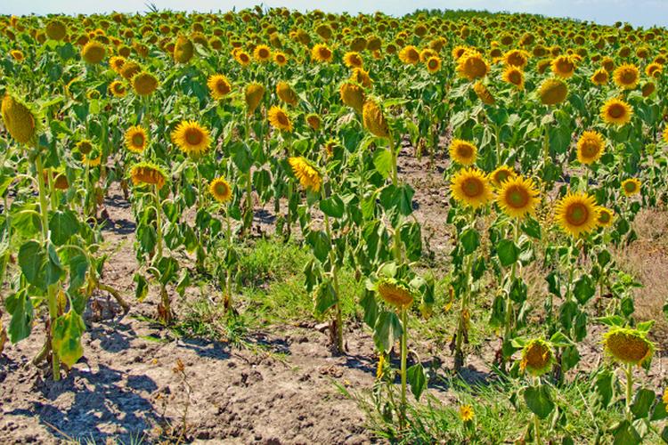 suncokreti vojvodina