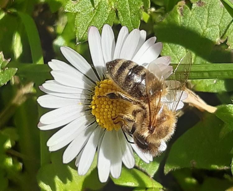 pčela cviejt foto jelena jevdjenic