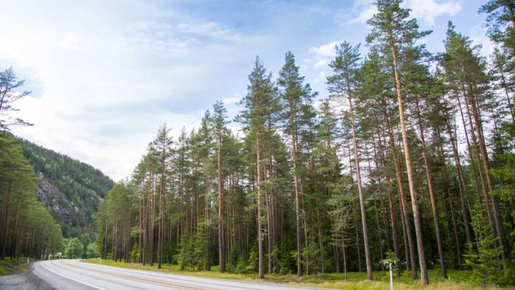 extra large 1465312859 pine forest in norway