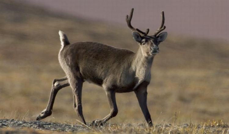 Izumiru morzevi i karibui u delu Antarktika