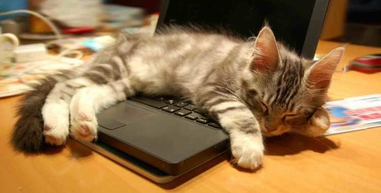 cat sleeping on laptop