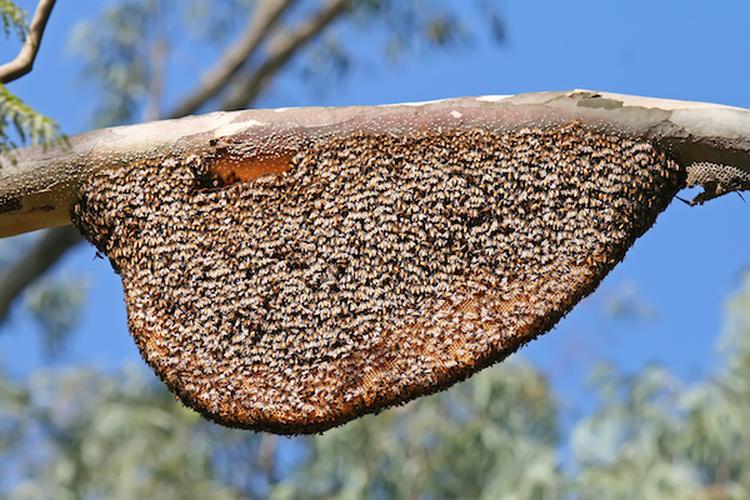 7Natural Beehive