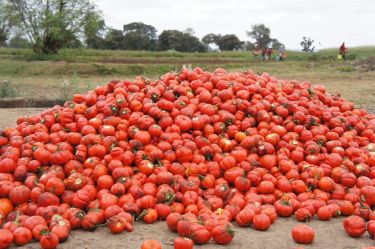 7Solanum aethiopicum