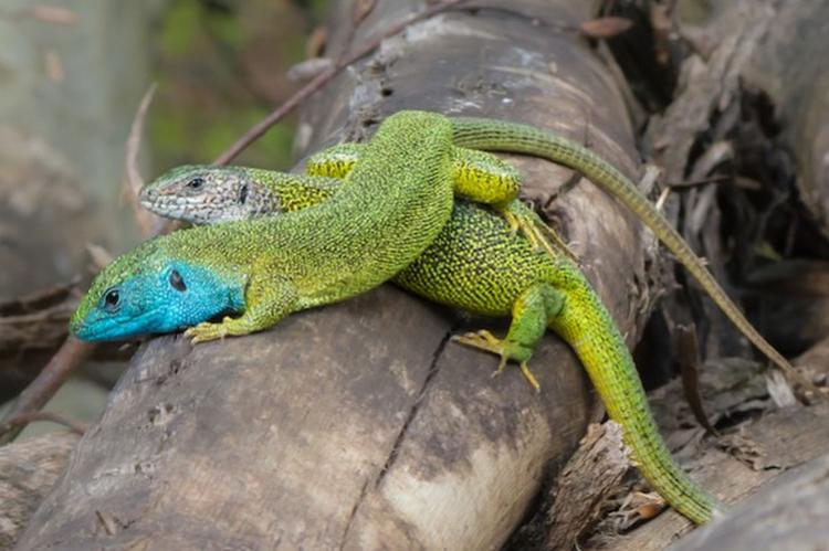 Lacerta viridis couple 01 600x399