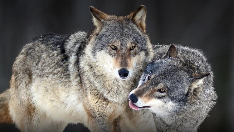 hero gray wolf animals