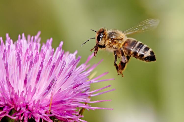 Honeybee landing on milkthistle02