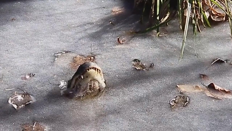 7aligator