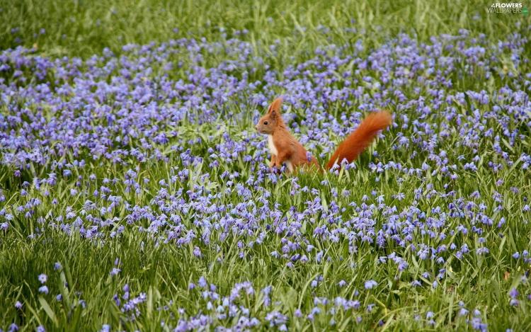 bells squill floral squirrel meadow