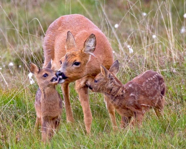 Roe deer HD Full Wallpapers 1024x820