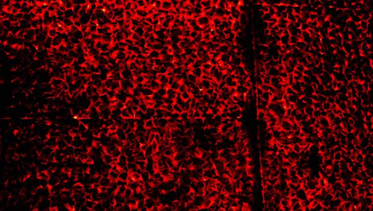 theme weird black red texture 73233