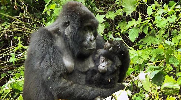 kongo virunga np gorilla baby