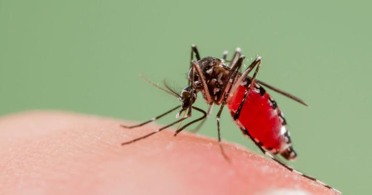 Asian Tiger Mosquito biting Spain