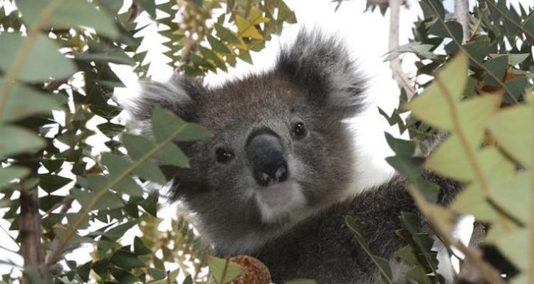 koala 620x330