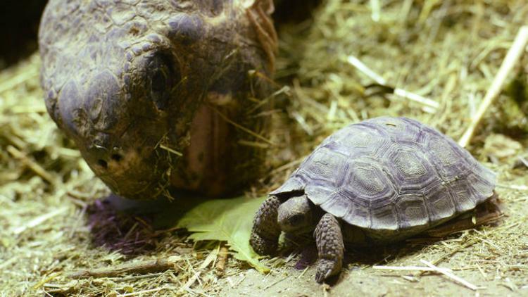 kornjace galapagos epa