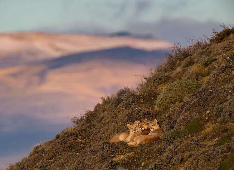 patagonia pumas big cats conservation 21.adapt.1900.1