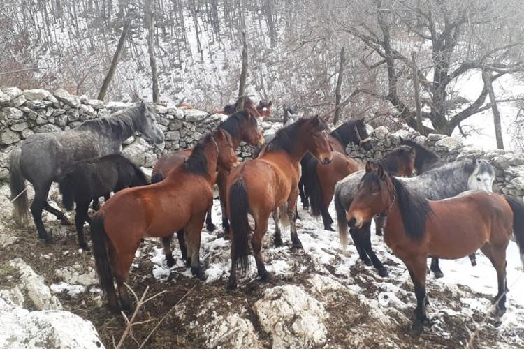 6konji trebinje