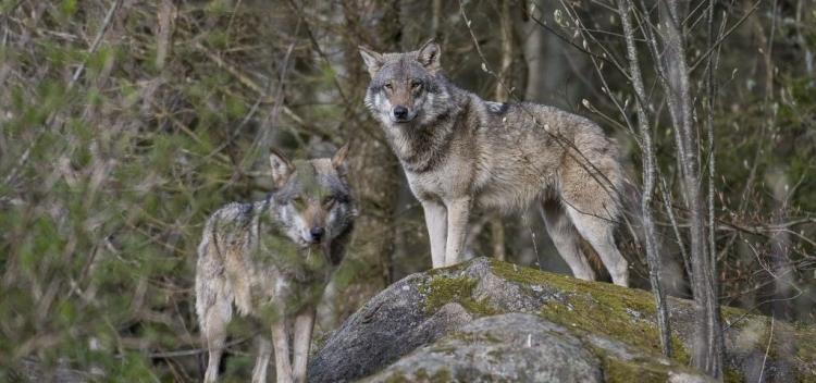 fotografija vuk wwf 1024x480