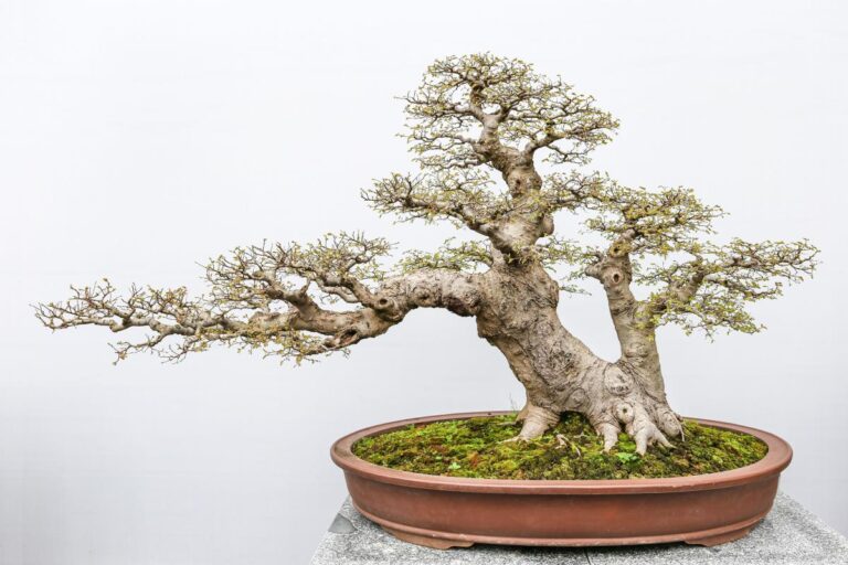 Bonsai: Priča o rađanju patuljastih stabala