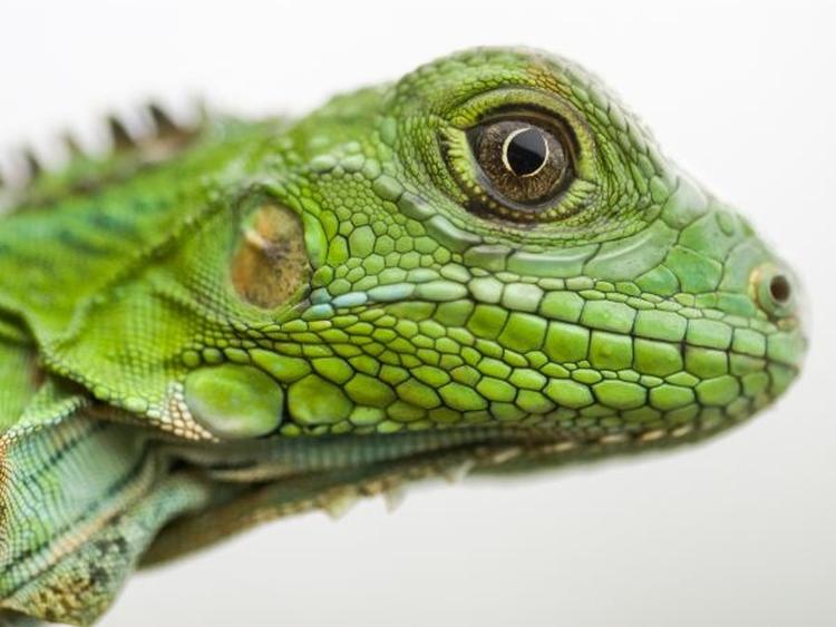 images 2019 02 evolucija gusteri zivotinje aps 158073535