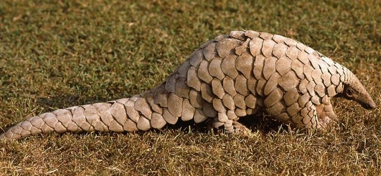 Indianpangolin GeraldCubitt