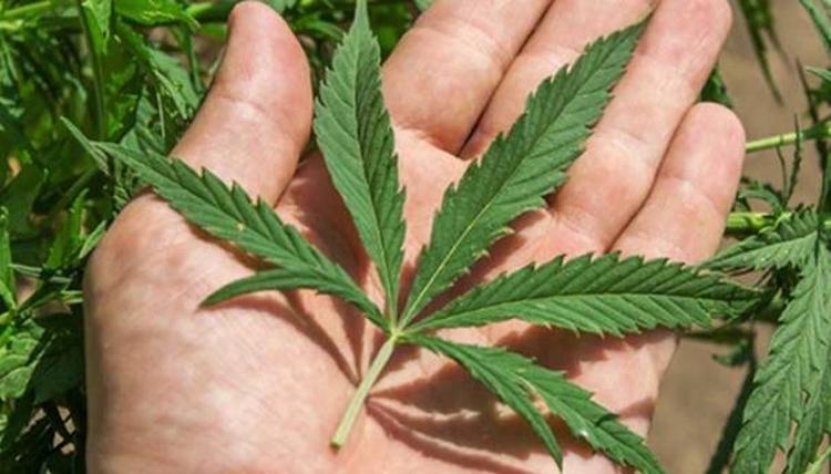 luksemburg prva evropska zemlja koja legalizira proizvodnju i kupovinu kanabisa kanabis 163 5d4c25992fa93