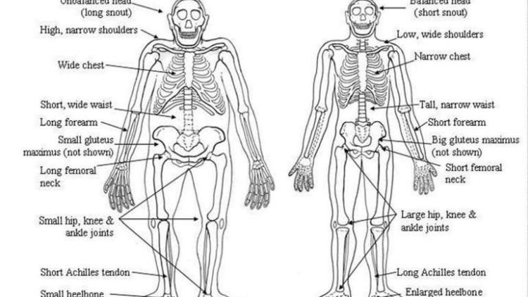 homo sapiens epa