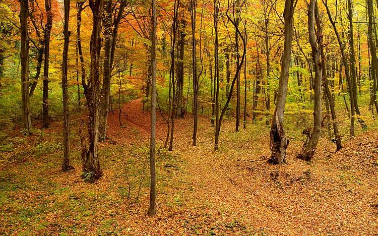 Fruška gora jesen 3