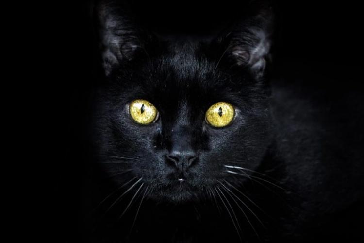 black cat 3753932 960 720 768x512