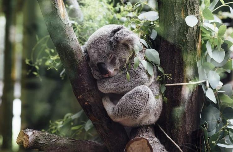 koala pixabay