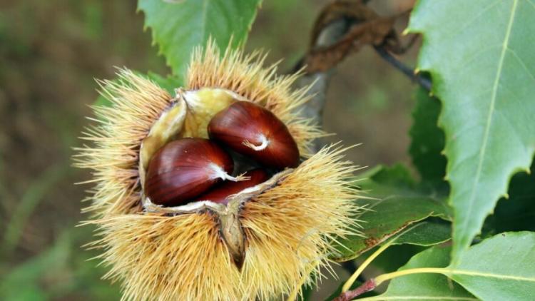 chestnut 2810591 1280 3 880x495