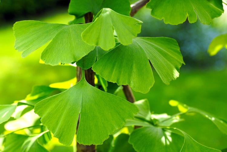 ginkgo nkp